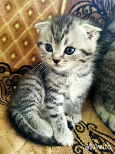 Шотландские котята