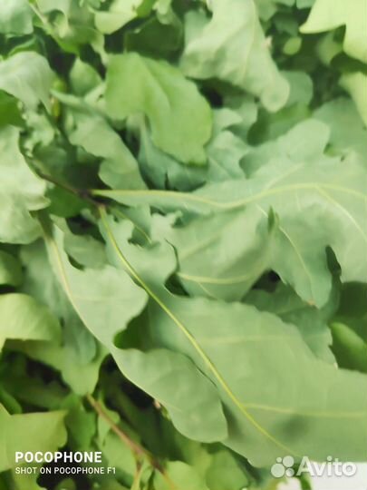 Дубовые веники для бани