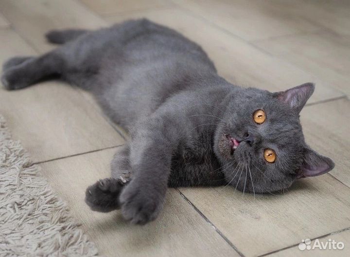 Коржик - шикарный парень в поисках настоящего дома