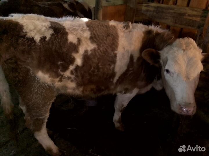 Телка 2 года