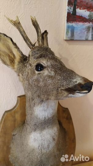 Чучело головы оленя