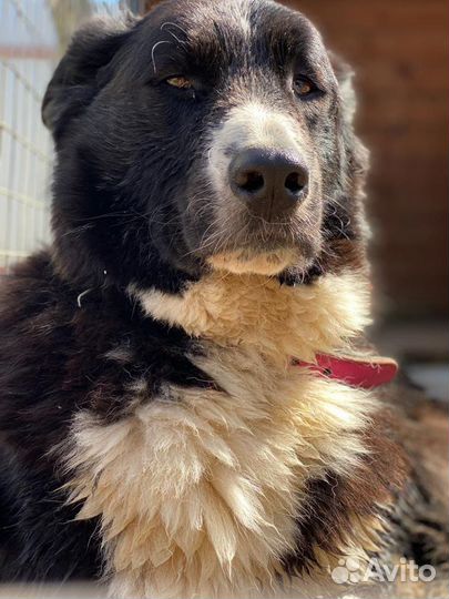 Собаки в дар