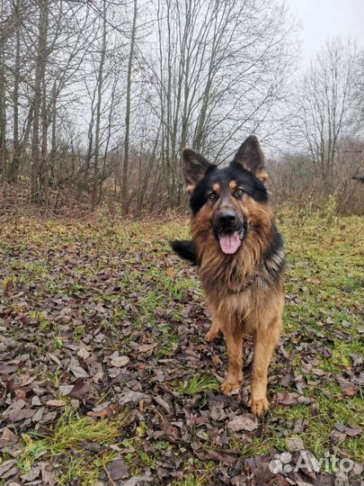 Немецкая овчарка вязка