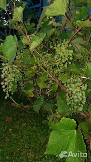 Саженцы винограда
