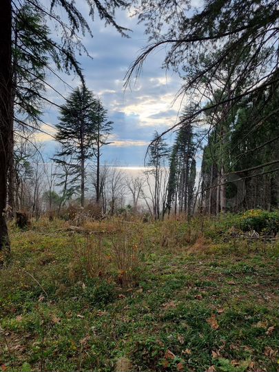 Участок 45 сот. (ИЖС)