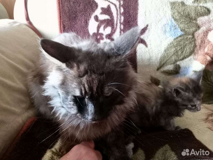 Продам котят Мейн куна