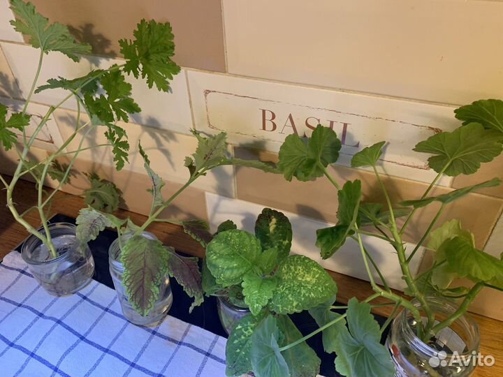 Герань пеларгония