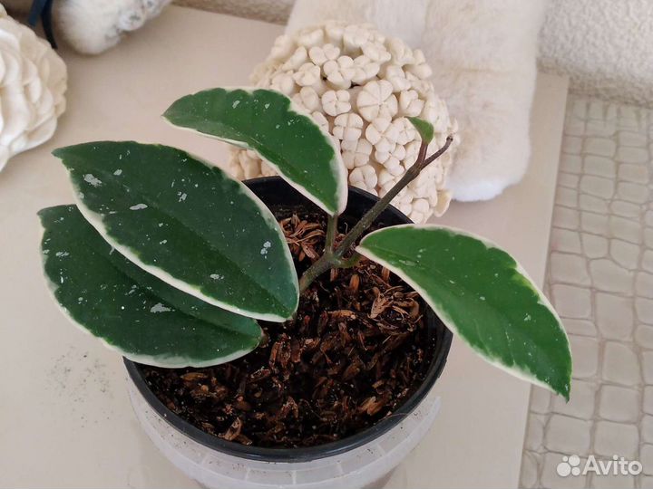 Хойя Krimson gveen и много других