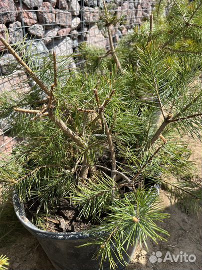 Сосна для формирования бонсай ниваки