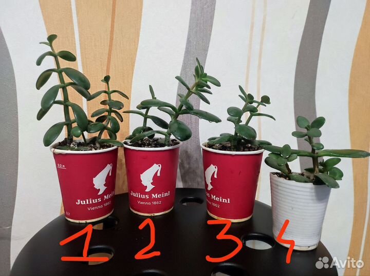 Крассула (Толстянка)