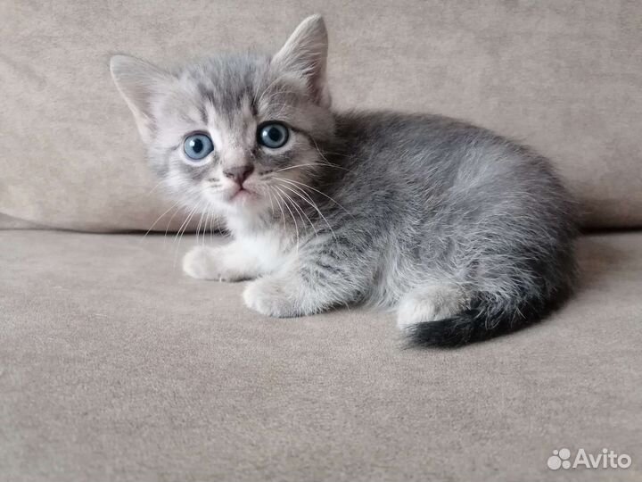 Котик в дар