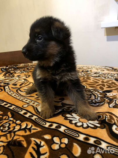 Щенки немецкой овчарки