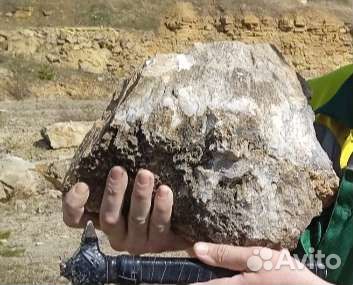 Петалаксис сырье