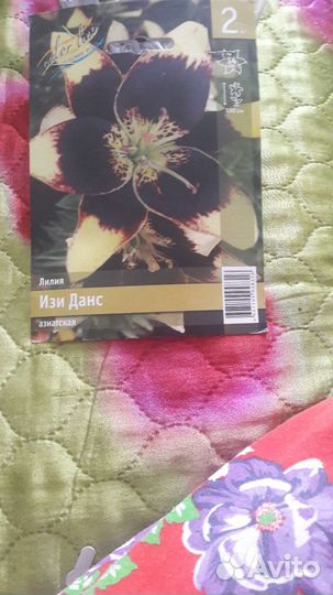 Сортовые лилии и домашние цветы