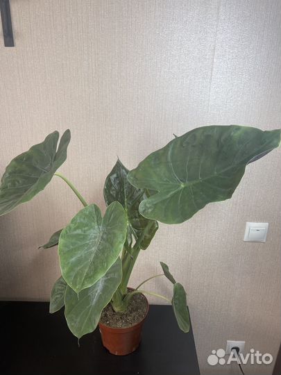 Алоказия комнатные цветы