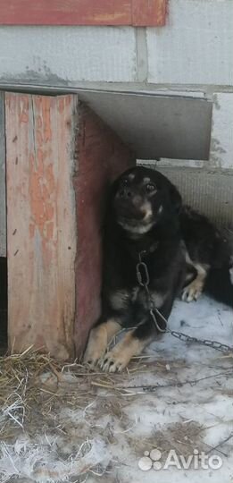 Собака в добрые руки