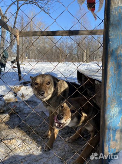 Собаки охранницы стерилизованные