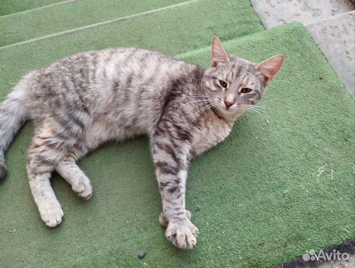 Кошка в добрые руки