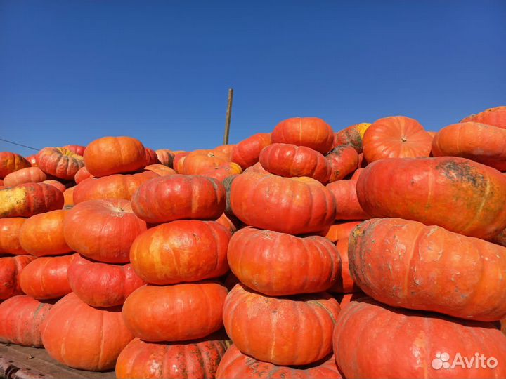 Семена тыквы