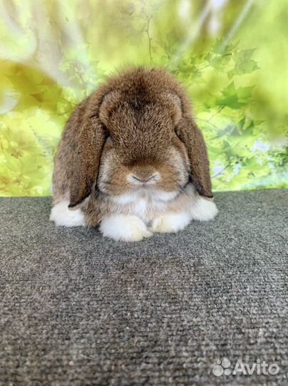 Минилоп самец agouti mantle