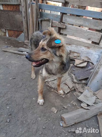 Стерилизованая девочка