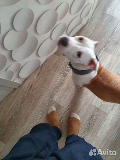 Американский стаффордширский терьер