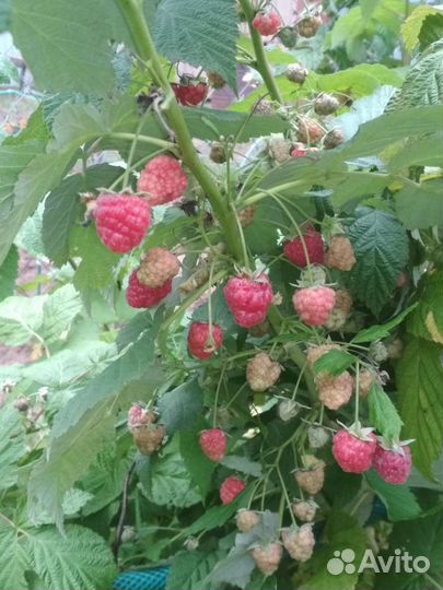 Саженцы малины ремонтантной и ежевики