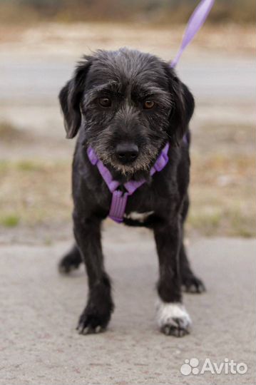 Жесткошёрстная такса метис маленькая собака в дар