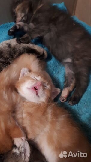 Котята отдам в добрые руки