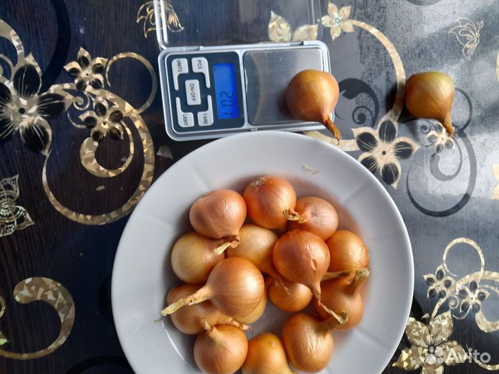 Лук семейный на посадку