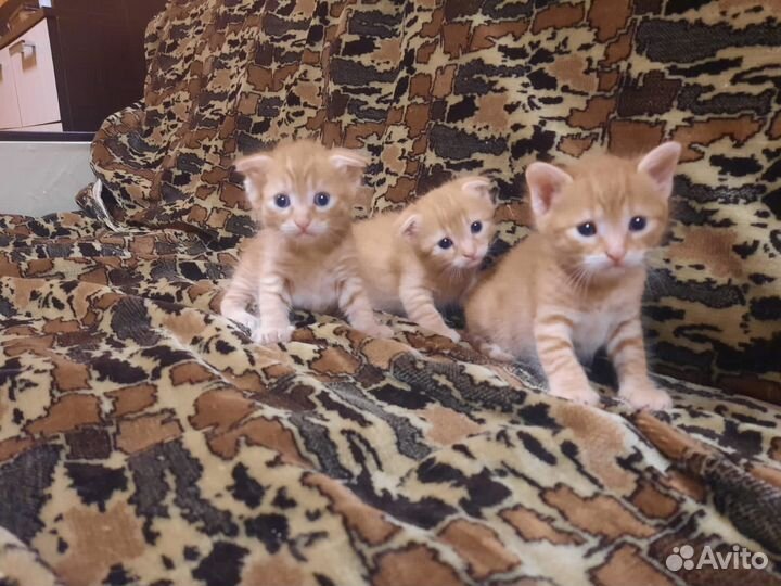 Вислоухие котята в добрые руки