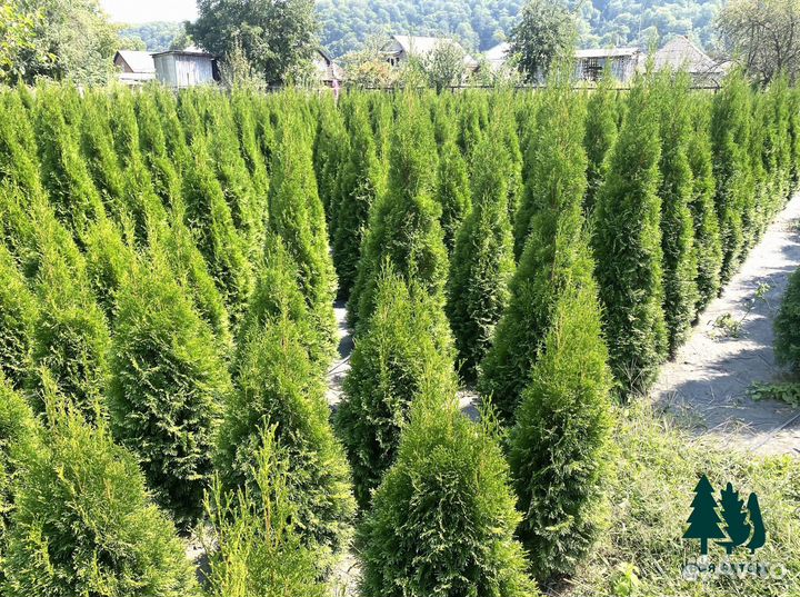 Туя Смарагд с доставкой