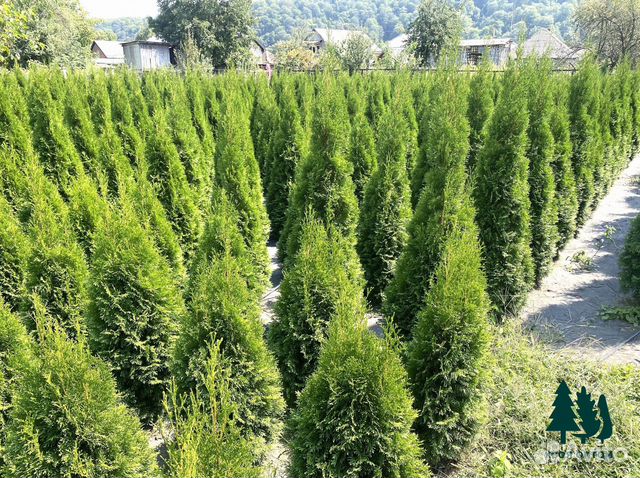 Туя Смарагд с доставкой