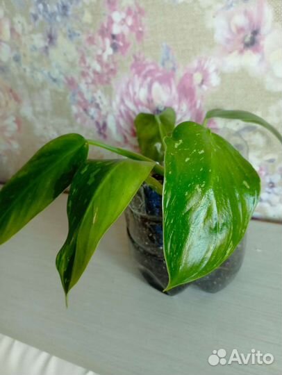 Филодендрон белый мрамор