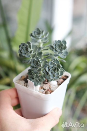 Эхеверии суккуленты