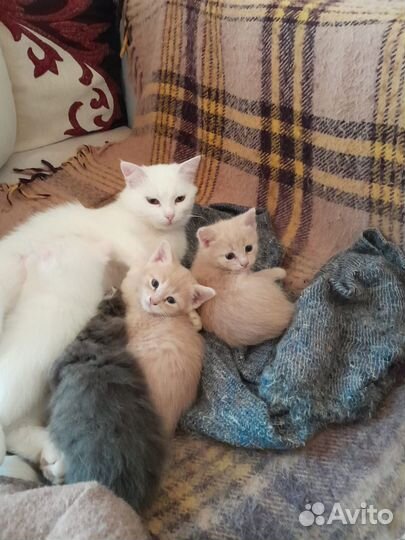 Котята в добрые руки