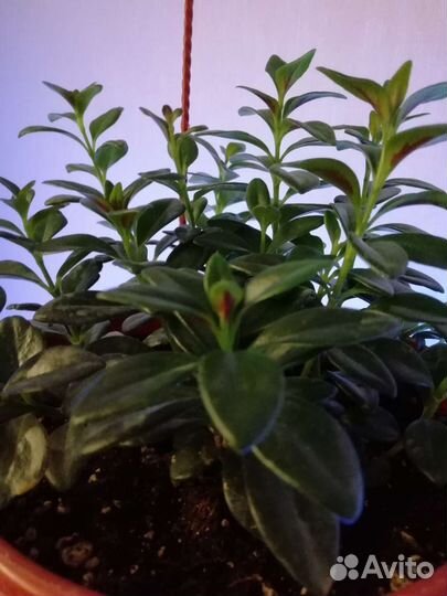 Блок остекление лоджии