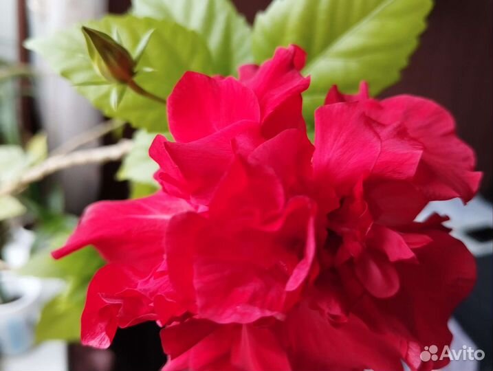 Гибискус китайская роза