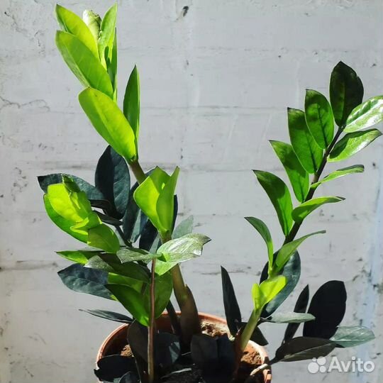 Замиокулькас чёрный. Равен. Долларовое дерево