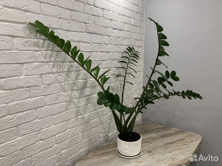 Замиокулькас