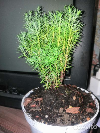 Саженцы Хвойник Туя Тедди