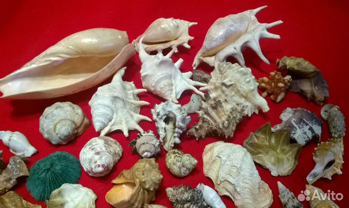 Морские ракушки раковины пакетом 41шт