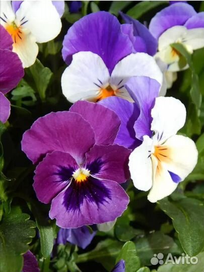 Георгины, хризантемы, суккуленты, клубника