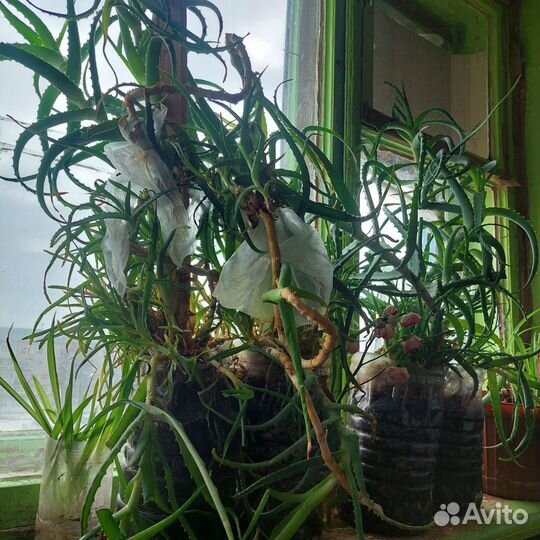 Срочноалоэ вера лечебный