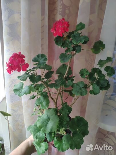 Пеларгонии сортовые взрослые