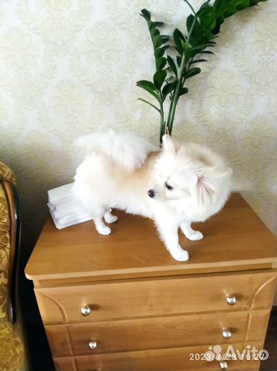 Передержка собак и кошек