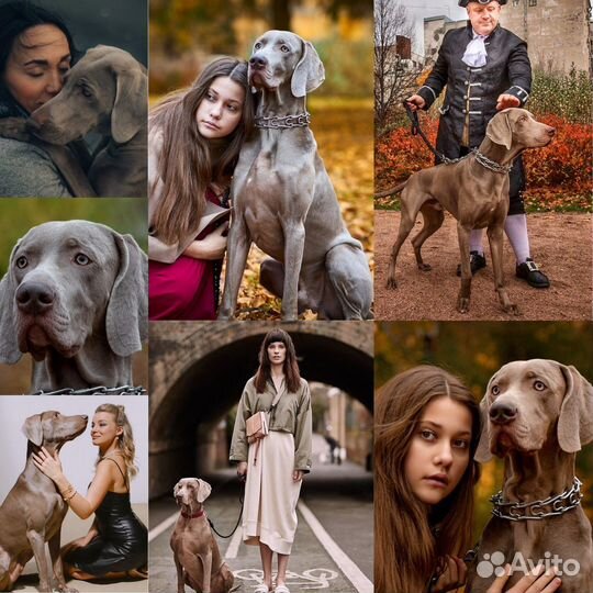 Собака веймаранер для фотосессии
