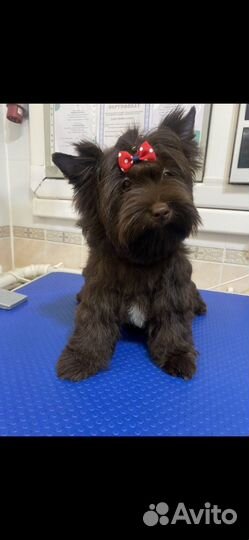 Бивер, шоколад