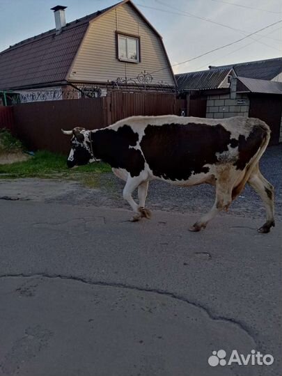 Коровы дойные