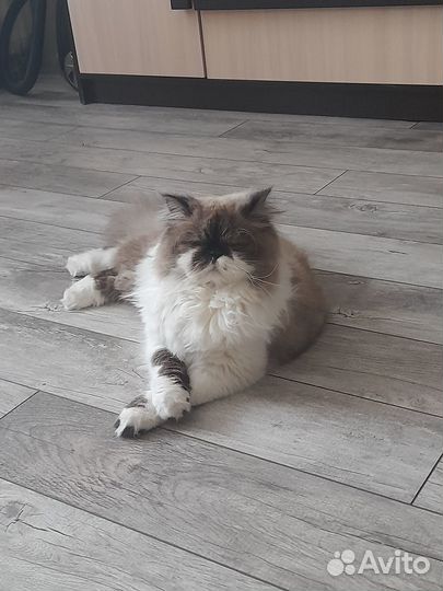 Кот персидский. Вязка